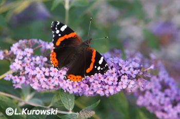 Butterflybush, 'Pink Delight' Orange Eye butterflybush