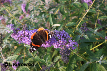 Butterflybush, 'Ile de France' Orange Eye butterflybush