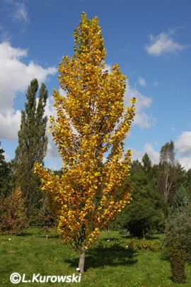 Tulpenbaum, Amerikanischer Tulpenbaum 'Fastigiata'