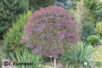 Smoketree, 'Foliis purpureis' European smoketree