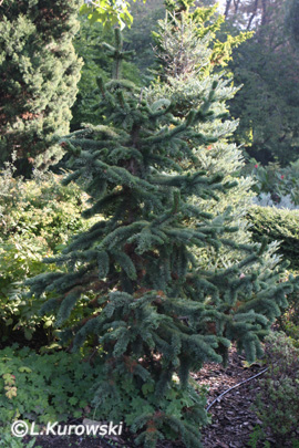 Pine, Bristlecone pine