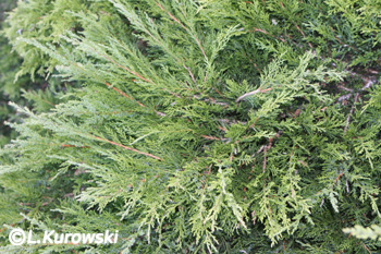 Juniperus virginiana 'Tripartita'