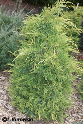 Juniperus media 'King of Spring'