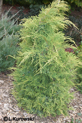 Juniperus media 'King of Spring'
