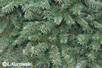 Spruce, 'Pumila Glauca' Norway spruce