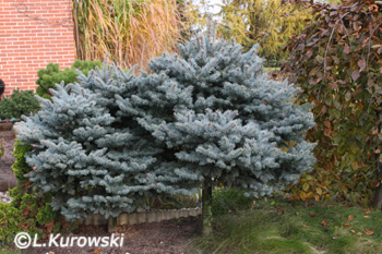 Spruce, 'Glauca Globosa' Blue spruce