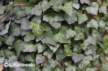 Hedera helix 'Thorndale'