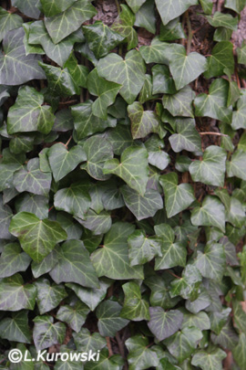 Ivy, 'Thorndale' English ivy