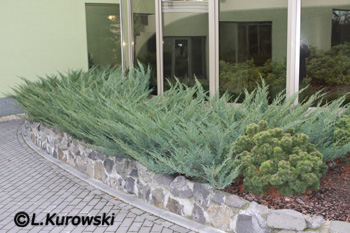 Juniperus virginiana 'Hetz' (media 'Hetzii')
