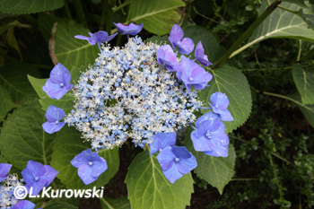 Hydrangea serrata 'Bluebird'