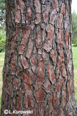 Pinus pinaster