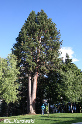 Pine, Ponderosa pine
