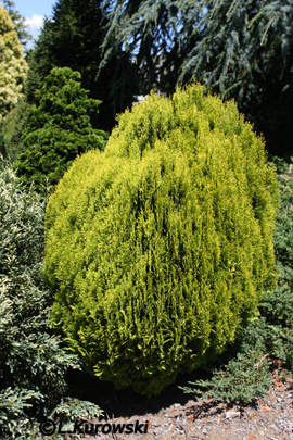 Arborvitae, 'Aurea Nana' Oriental arborvitae