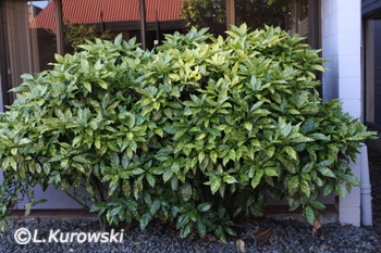 Aukube , Japanische Aukube  'Crotonifolia'