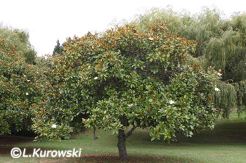 Magnolia wielkokwiatowa
