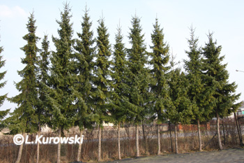 Spruce, Serbian spruce