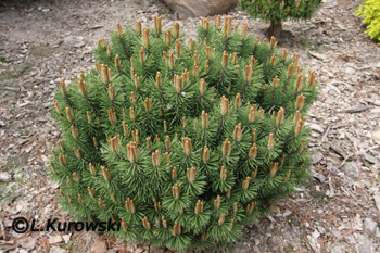 Pinus mugo 'Hnizdo'