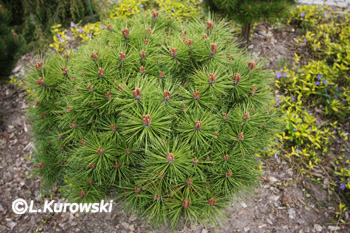Pinus nigra 'Bambino' (='Gaelle Bregeon')