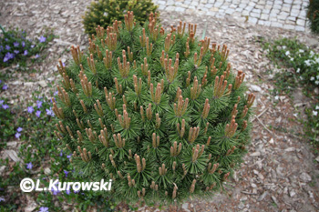 Pinus mugo 'Litomyśl'