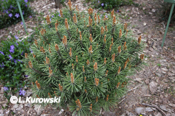 Pinus mugo 'Skalka'