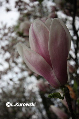 Magnolia Soulangea ' Speciosa'