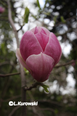 Magnolia Soulangea 'Lennei'