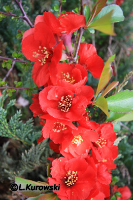 Quince, 'Nicoline' Flowering quince
