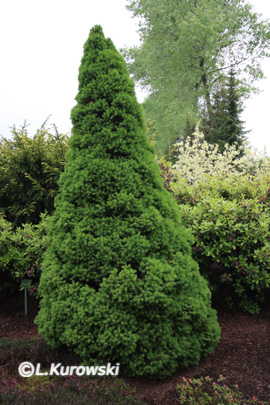 Spruce, 'Conica' White spruce