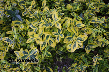 Euonymus fortunei 'Gold Tip'