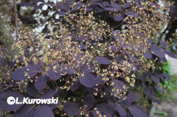 Smoketree, 'Royal Purple' European smoketree