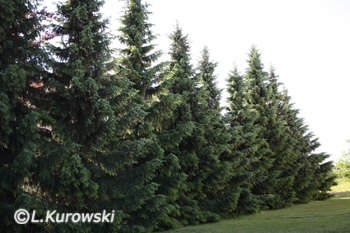 Spruce, Serbian spruce