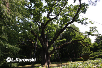Quercus robur 'Bartek'