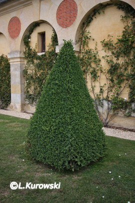 Bukszpan wieczniezielony 'Rotundifolia'