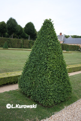 Buchsbaum 'Rotundifolia'