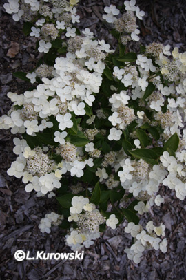 Hydrangea paniculata 'Prim White'