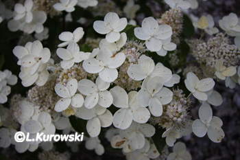 Hydrangea paniculata 'Prim White'