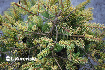 Picea abies 'Vermont Gold'