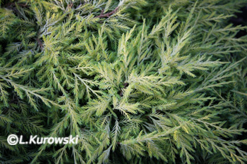 Juniperus media 'Saybrook Gold'