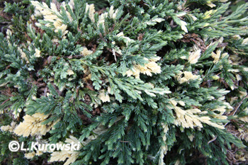 Juniperus horizontalis 'Villa Marie'