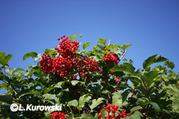 Cranberrybush, 'Compactum' European cranberrybush