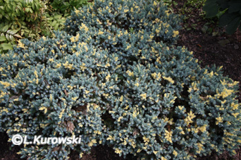 Juniperus squamata 'Floreant'
