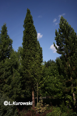 Spruce, 'Cupressina' Norway spruce