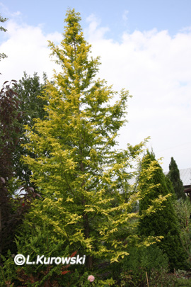 Metasequoia glyptostroboides 'Goldrush'
