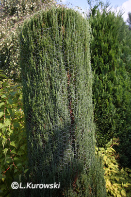 Juniperus scopulorum 'Blue Arrow' (virginiana B. Arrow)