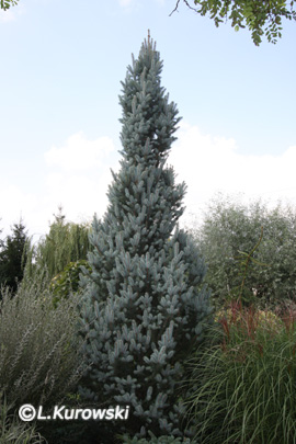 Spruce, 'Iseli Fastigiate' Blue spruce
