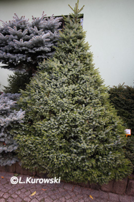 Spruce, 'Nana' Serbian spruce