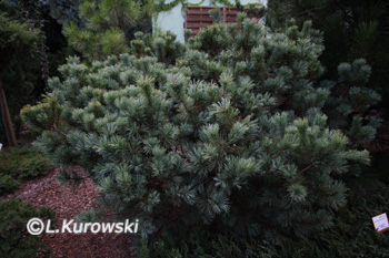 Pinus parviflora 'Negishi'