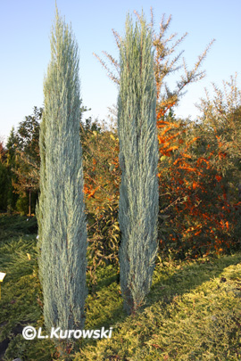 Juniperus scopulorum 'Blue Arrow' (virginiana B. Arrow)