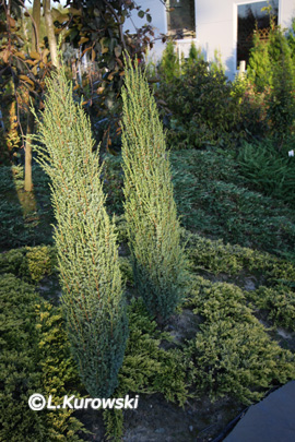 Juniperus communis 'Suecica Nana'