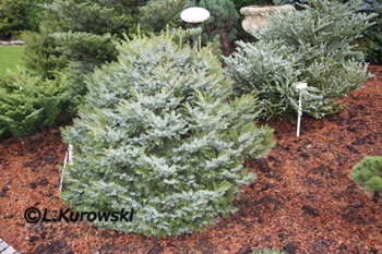 Spruce, 'Nana' Serbian spruce